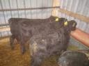 10 bull calves for sale