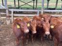 Red Angus breeding hens