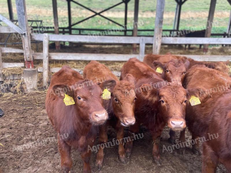 Red Angus breeding hens