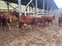 Red Angus breeding hens