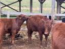 Red Angus breeding hens