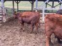 Red Angus breeding hens