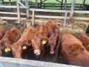 Red Angus breeding hens