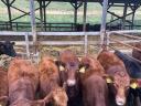 Red Angus breeding hens