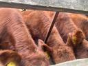 Red Angus breeding hens