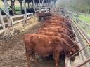 Red Angus breeding hens