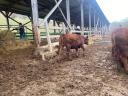 Red Angus breeding hens