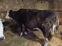 Pregnant Holstein Friesian cow for sale