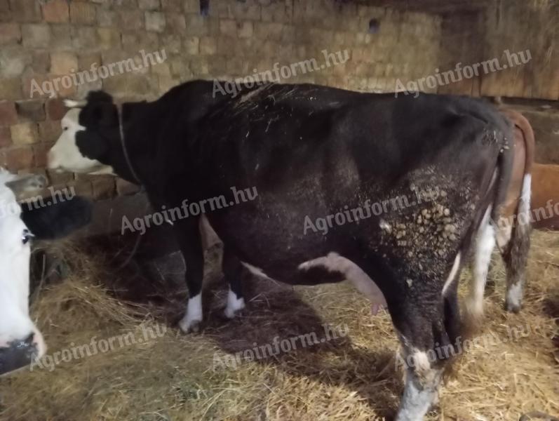 Pregnant Holstein Friesian cow for sale