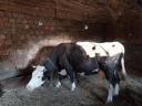 Pregnant Holstein Friesian cow for sale