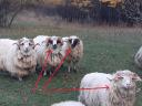 Gyimesi racka rams for sale