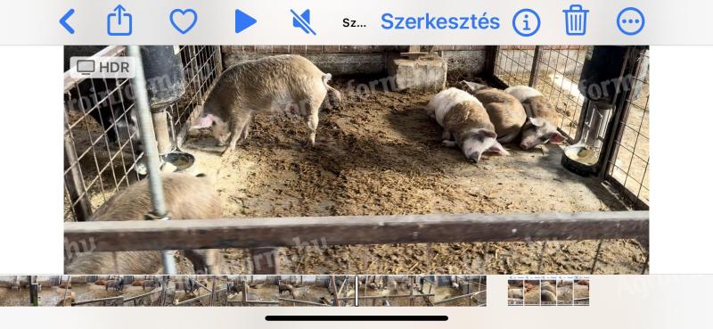 Na predaj sú jatočné ošípané mangalica a polomangalica, aj ako poloprasiatka s kožou