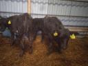 For sale 10 bull calf Aberdeen Angus