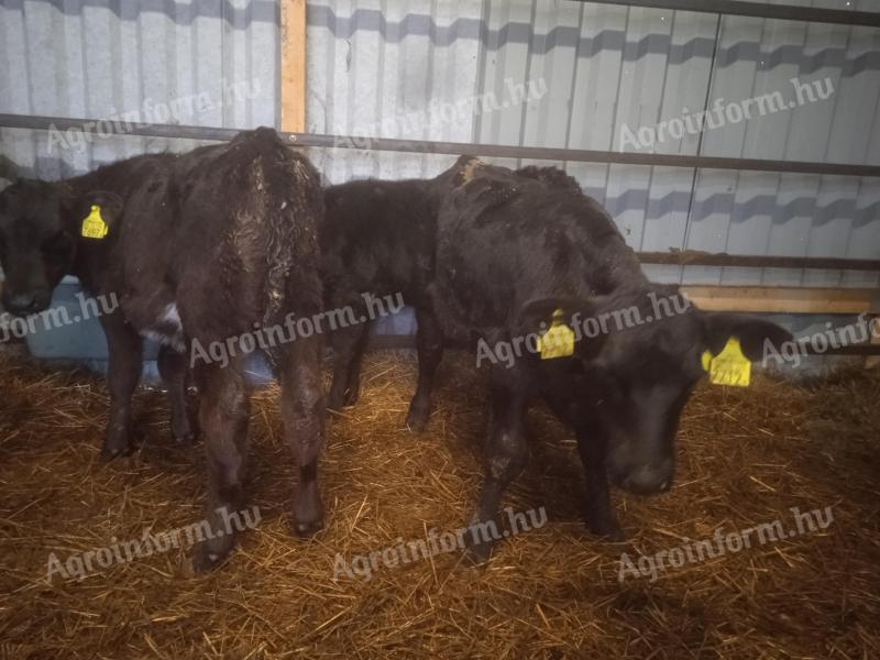 For sale 10 bull calf Aberdeen Angus