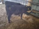 For sale 10 bull calf Aberdeen Angus