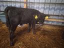 For sale 10 bull calf Aberdeen Angus