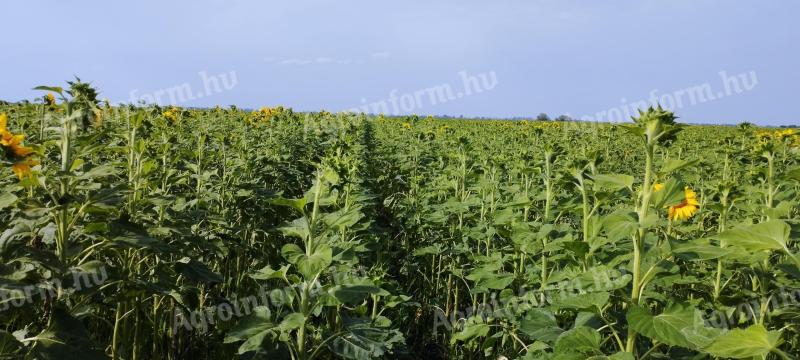 Plowing, renting arable land