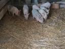 10 week old piglets for sale