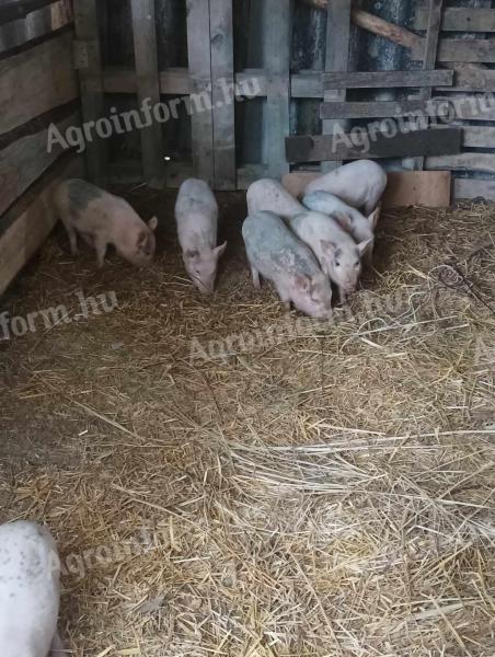 10 week old piglets for sale