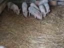 10 week old piglets for sale