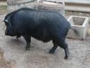 10 week old piglets for sale