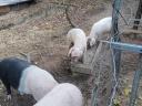 10 week old piglets for sale