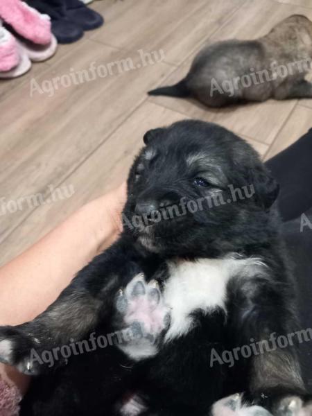 Caucasian shepherd puppies