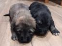 Caucasian shepherd puppies