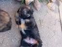 Caucasian shepherd puppies