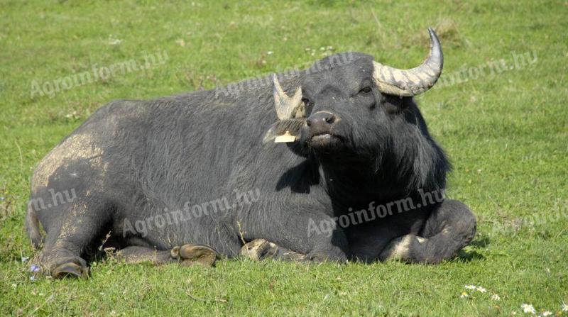 Buffalo bik, bikovi