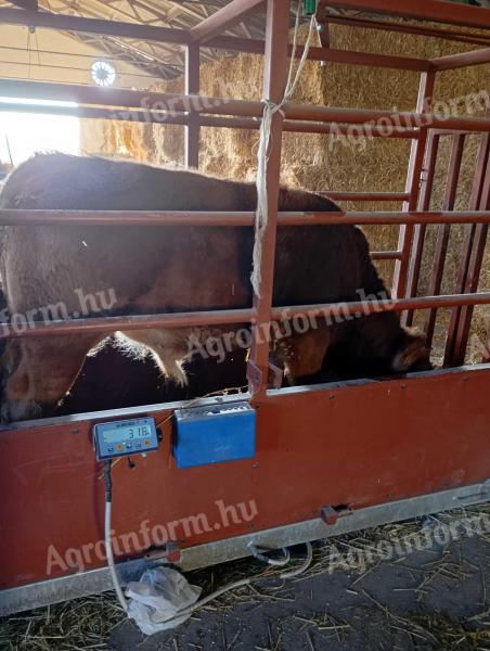 Limousin bika borju eladó.