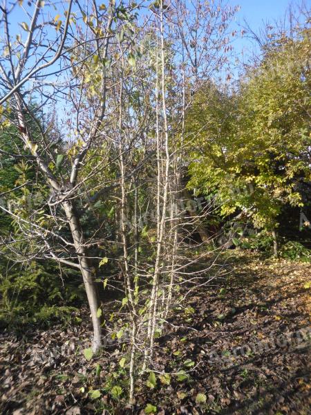 Turecké lískové ořechy (Corylus colurna) na prodej