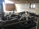 Sheep for sale