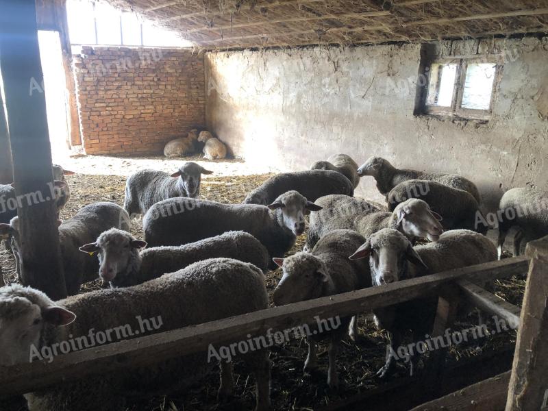 Sheep for sale
