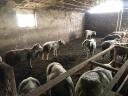 Sheep for sale