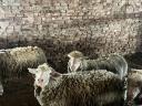 Sheep for sale