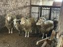 Sheep for sale