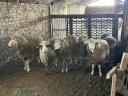 Sheep for sale