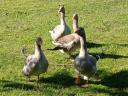 Home reared farmyard goose flock for sale in Kiskunfélegyháza: 3 geese and 1 hen