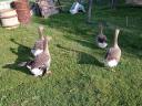 Home reared farmyard goose flock for sale in Kiskunfélegyháza: 3 geese and 1 hen