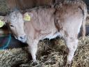 Prodej jalovice plemene Charolais × MT