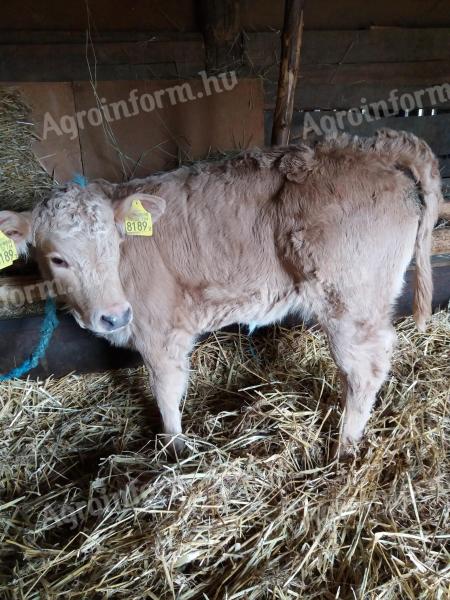 Prodej jalovice plemene Charolais × MT