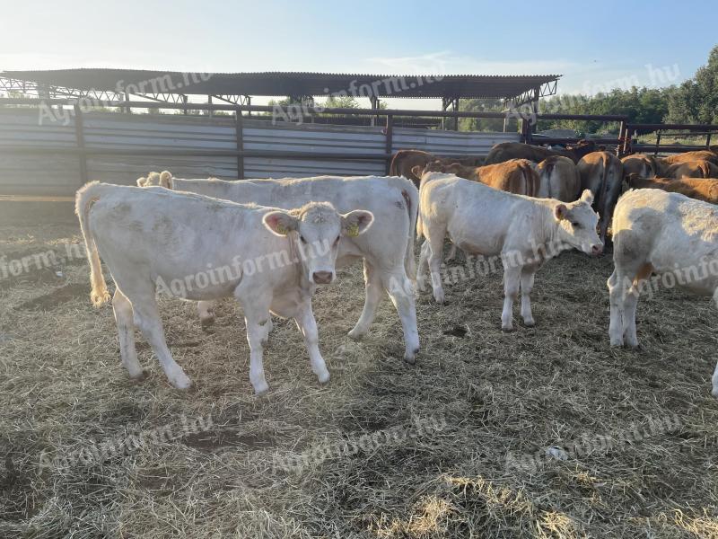 Hľadám plavcov Limousin a Charolais