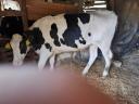 Holstein Friesian heifers with pedigree