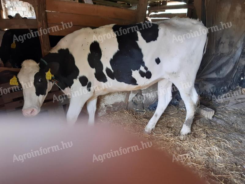Holstein Friesian heifers with pedigree