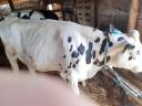 Holstein Friesian heifers with pedigree