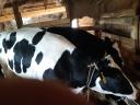 Holstein Friesian heifers with pedigree