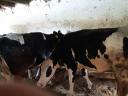 Holstein Friesian heifers with pedigree