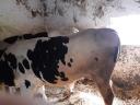 Holstein Friesian heifers with pedigree