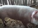 NF sows for sale